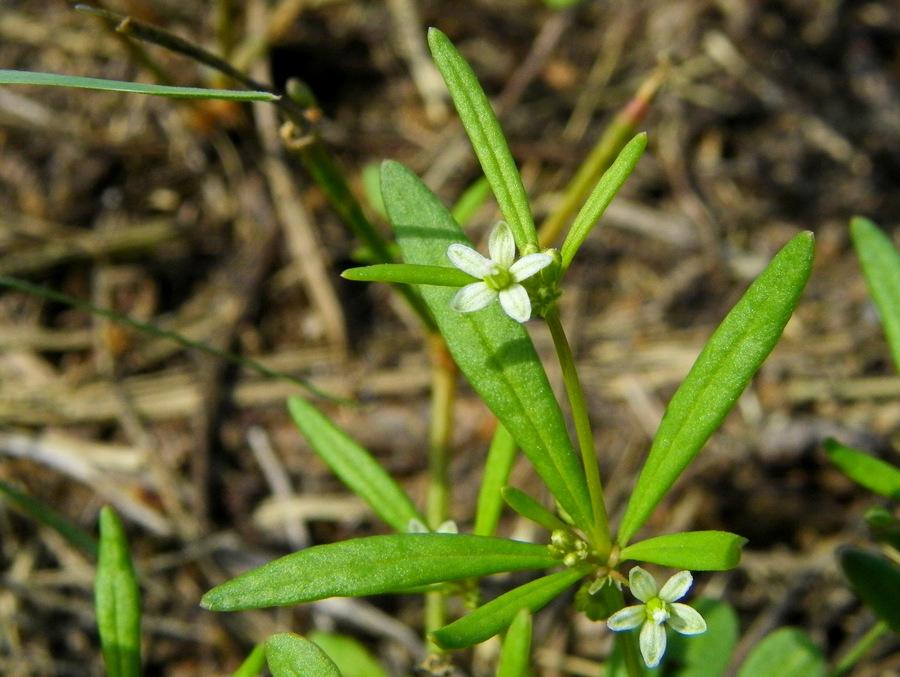 Photo of Green Carpetweed (Mollugo verticillata) uploaded by Justin