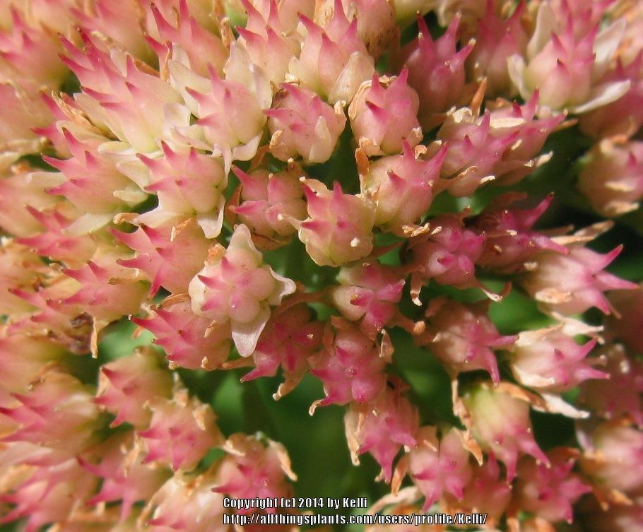 Photo of Sedum (Hylotelephium spectabile 'Herbstfreude') uploaded by Kelli