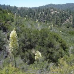 Location: Angeles National Forest, California
Date: 2008-06-07
var. parishii
