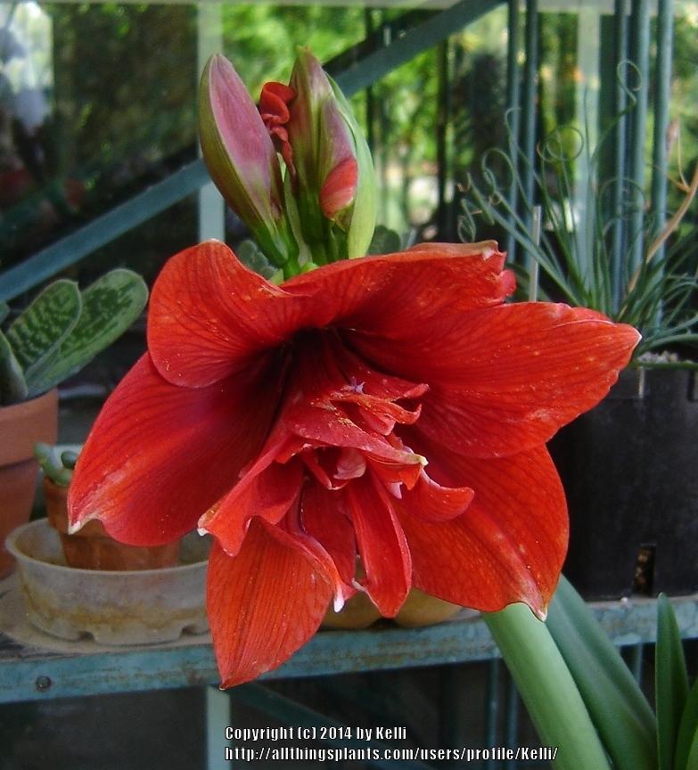 Photo of Double Amaryllis (Hippeastrum 'Red Peacock') uploaded by Kelli