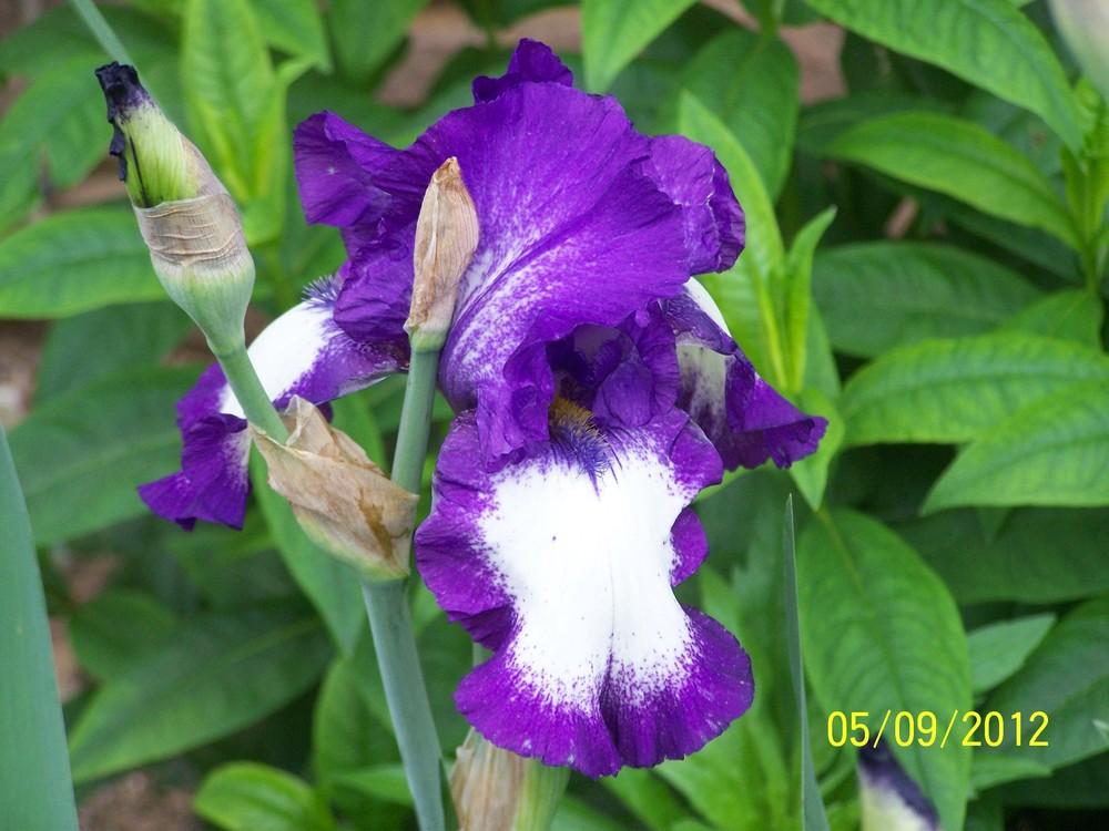 Photo of Tall Bearded Iris (Iris 'Stepping Out') uploaded by Misawa77