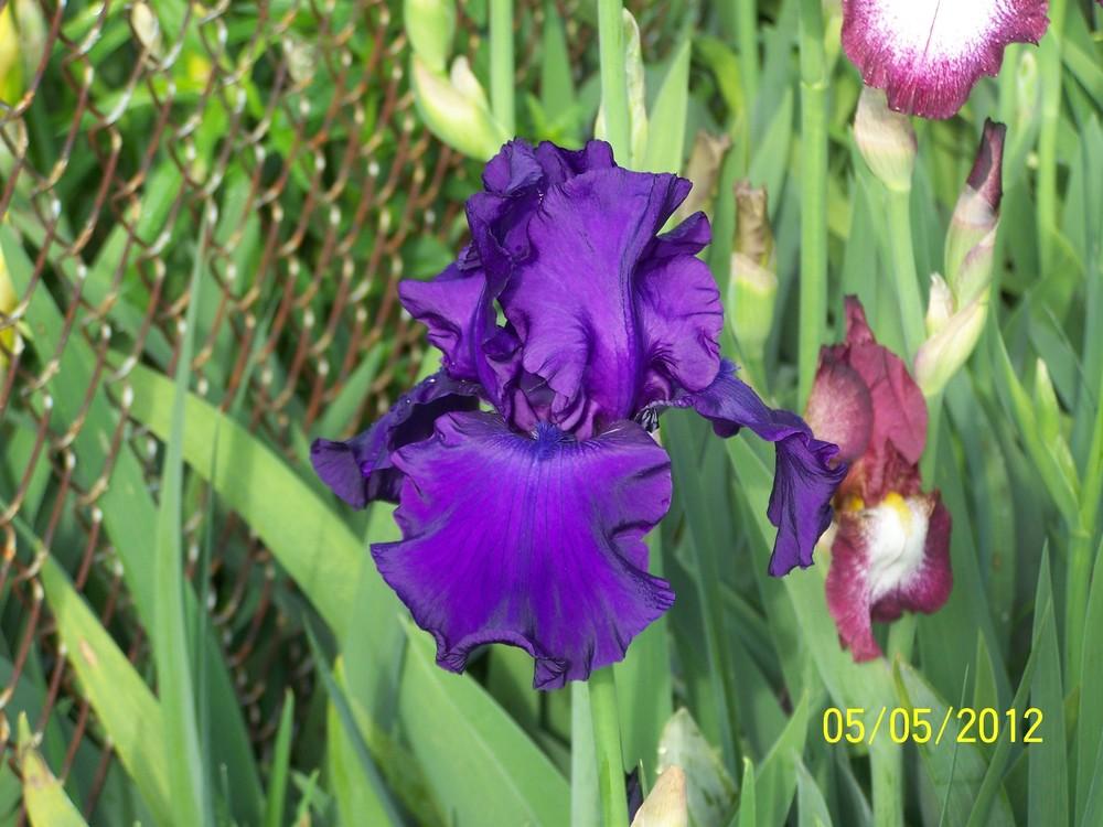Photo of Tall Bearded Iris (Iris 'Titan's Glory') uploaded by Misawa77