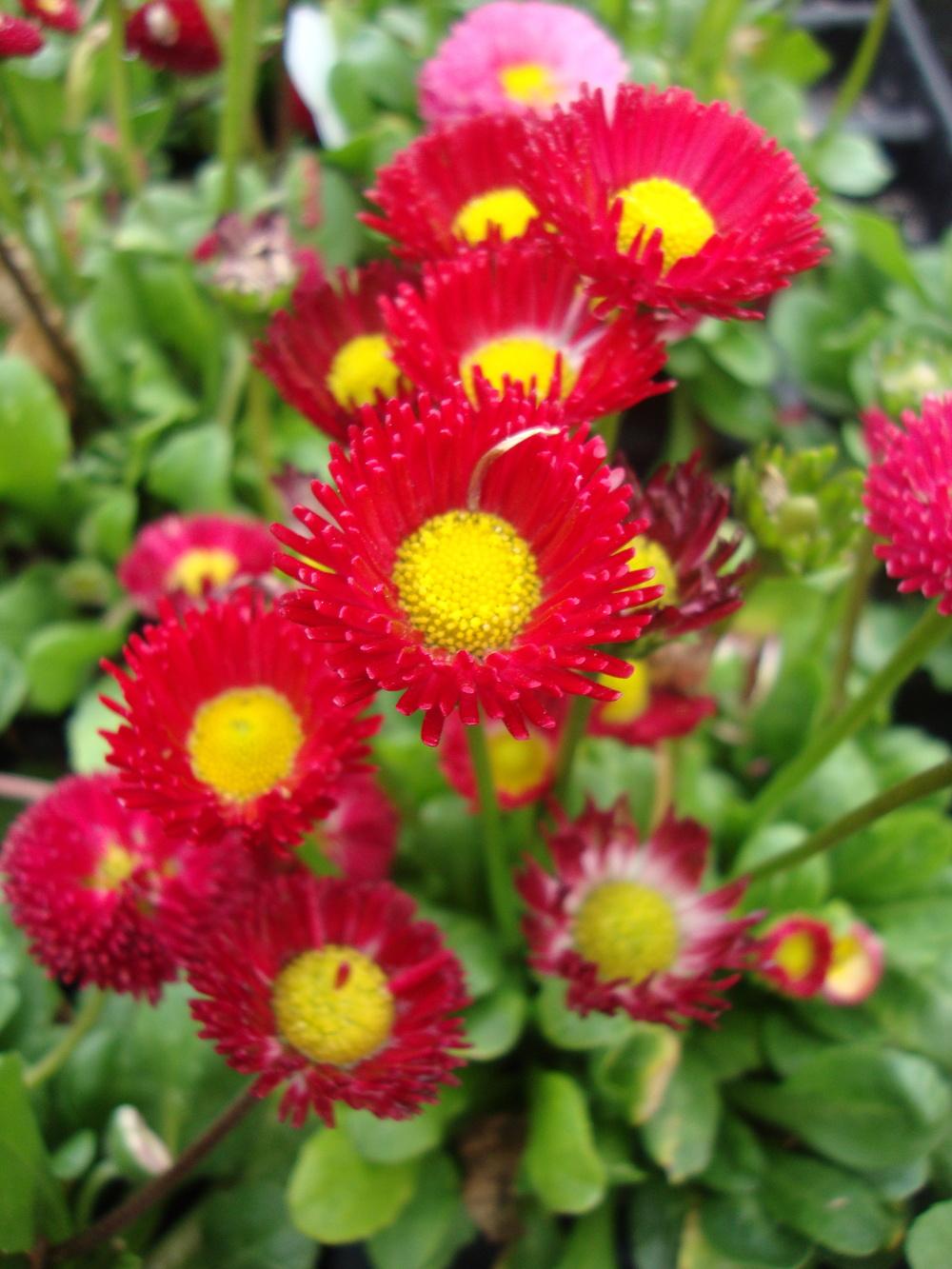 Photo of English Daisy (Bellis perennis 'Pomponette Red') uploaded by Paul2032