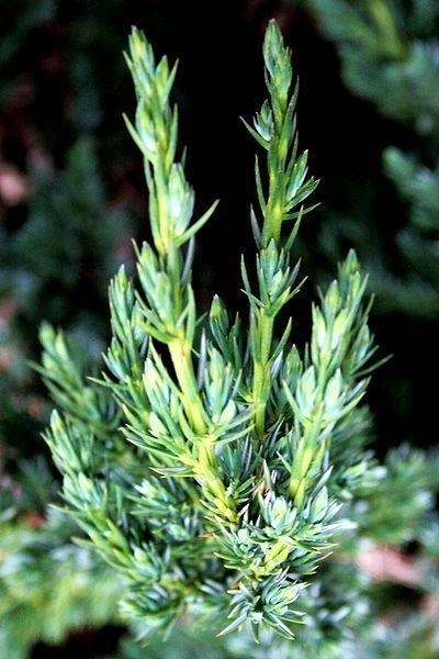 Photo of Flaky Juniper (Juniperus squamata 'Meyeri') uploaded by robertduval14
