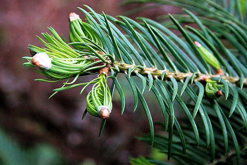 Photo of White Fir (Abies concolor) uploaded by robertduval14