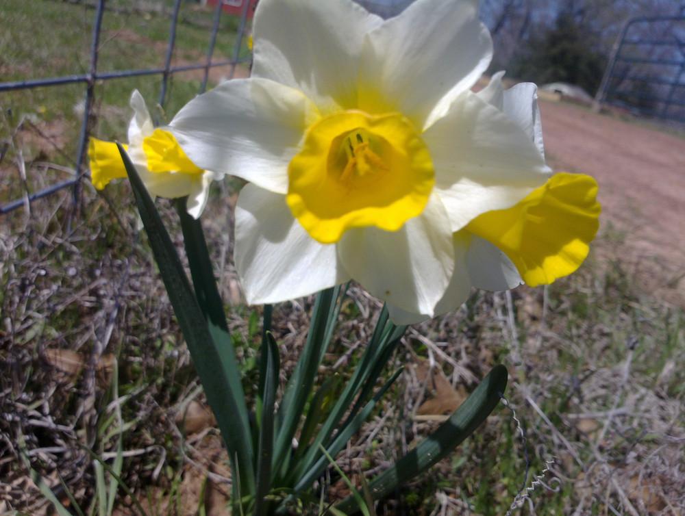 Photo of Jonquilla Daffodil (Narcissus 'Golden Echo') uploaded by Katie