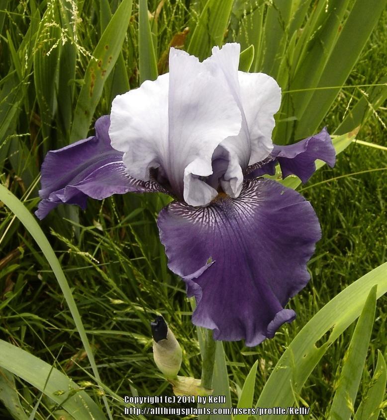 Photo of Tall Bearded Iris (Iris 'Congratulations') uploaded by Kelli