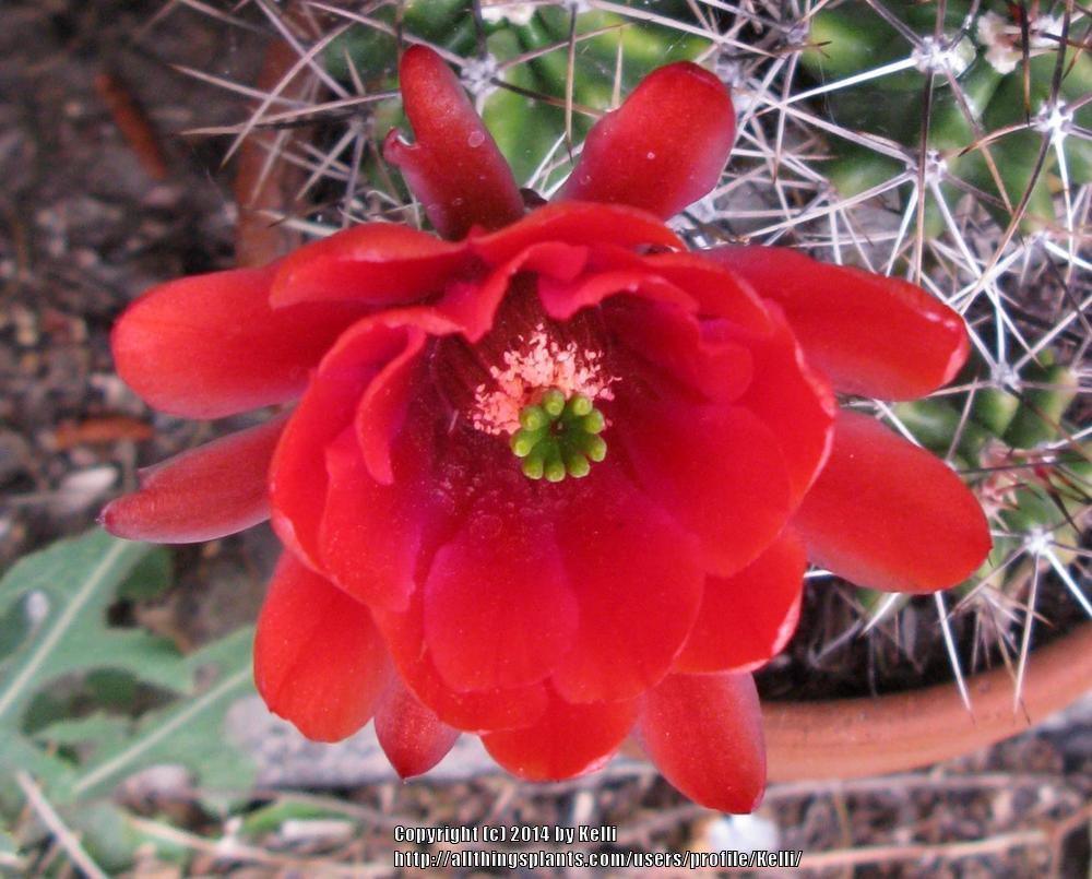 Photo of Claret Cup Cactus (Echinocereus triglochidiatus subsp. triglochidiatus 'White Sands') uploaded by Kelli