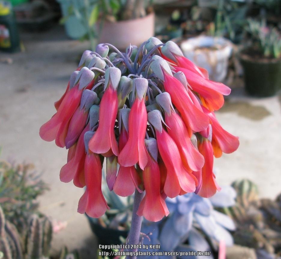 Photo of Mother of Thousands (Kalanchoe delagoensis) uploaded by Kelli