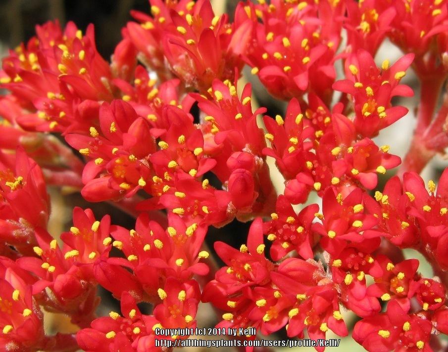 Photo of Propeller Plant (Crassula perfoliata var. falcata) uploaded by Kelli
