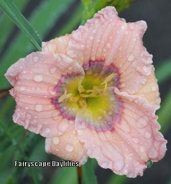 Photo of Daylily (Hemerocallis 'Pastilline') uploaded by Joy