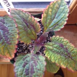 Location: Litchfield, NH
Date: 2014-03-09
Overwintered plant cutting with 14+ hours direct grow light expos