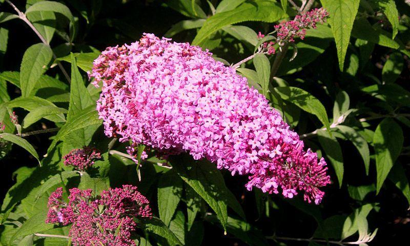 Photo of Butterfly Bush (Buddleja davidii 'Pink Delight') uploaded by robertduval14