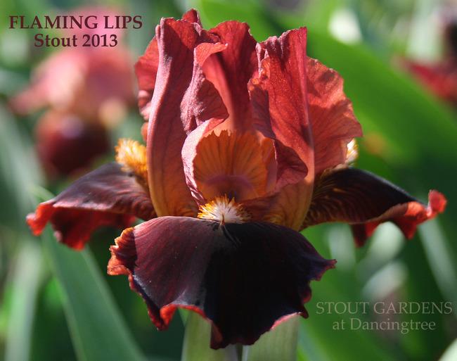 Photo of Standard Dwarf Bearded Iris (Iris 'Flaming Lips') uploaded by Calif_Sue