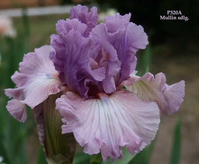 Photo of Tall Bearded Iris (Iris 'Best Friend') uploaded by Calif_Sue