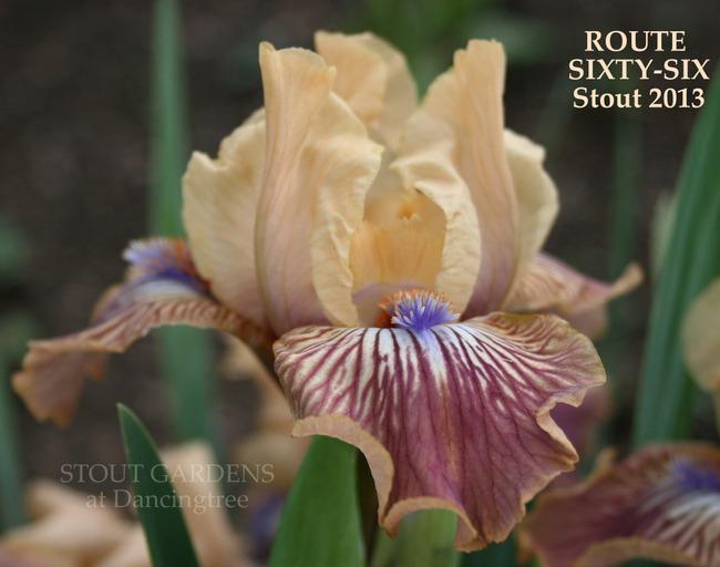 Photo of Standard Dwarf Bearded Iris (Iris 'Route Sixty-Six') uploaded by Calif_Sue