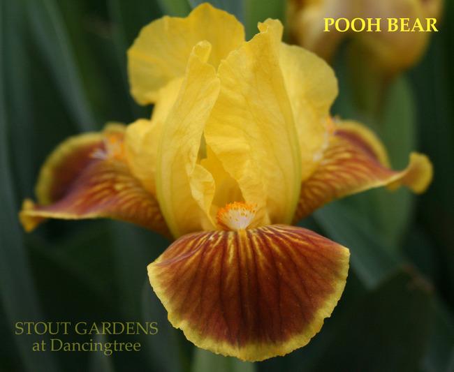 Photo of Standard Dwarf Bearded Iris (Iris 'Pooh Bear') uploaded by Calif_Sue