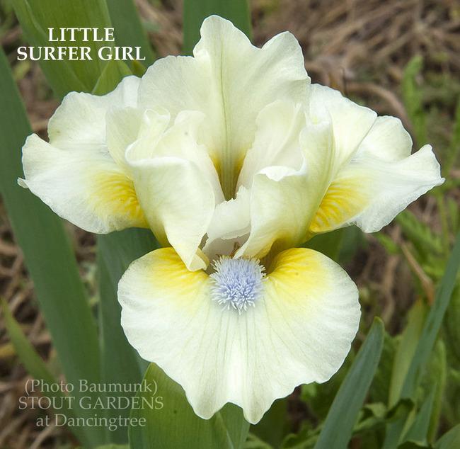 Photo of Standard Dwarf Bearded Iris (Iris 'Little Surfer Girl') uploaded by Calif_Sue