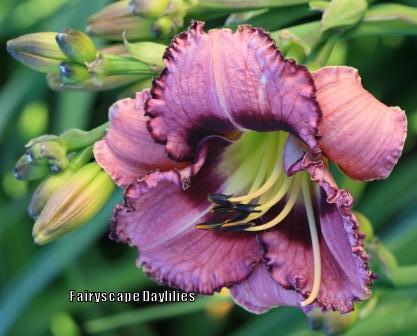 Photo of Daylily (Hemerocallis 'Her Purple Eyeliner') uploaded by Joy