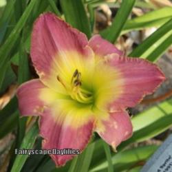 
Photo Courtesy of Fairyscape Daylilies. Used with Permission.