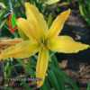 Photo Courtesy of Fairyscape Daylilies. Used with Permission.