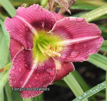 Photo of Daylily (Hemerocallis 'Majestic Kaleidoscope') uploaded by Joy
