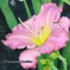 Photo Courtesy of Fairyscape Daylilies. Used with Permission.