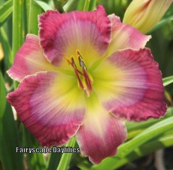 Photo of Daylily (Hemerocallis 'Color Coordinated') uploaded by Joy