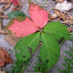 Location: Canoga Park, California
Date: 2012-09-12
Virginia creeper has five leaflets.  Poison ivy has three.
