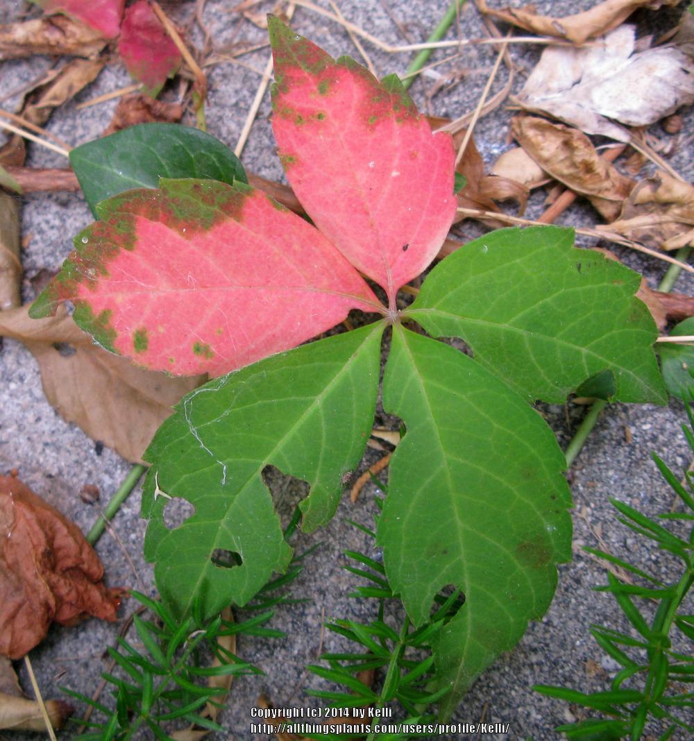 Photo of Thicket Creeper (Parthenocissus inserta) uploaded by Kelli