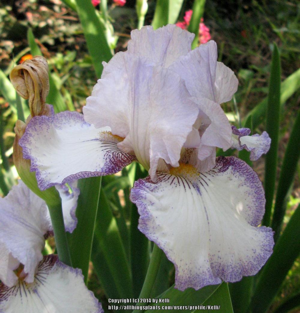 Photo of Tall Bearded Iris (Iris 'Point in Time') uploaded by Kelli