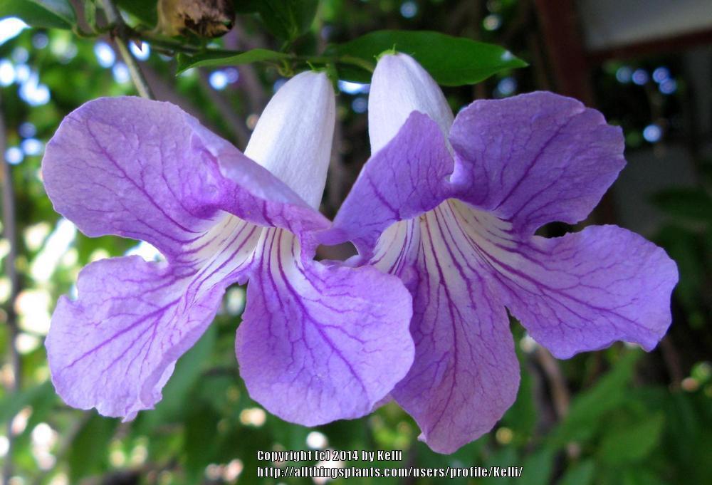 Photo of Lavender Trumpet Vine (Bignonia callistegioides) uploaded by Kelli