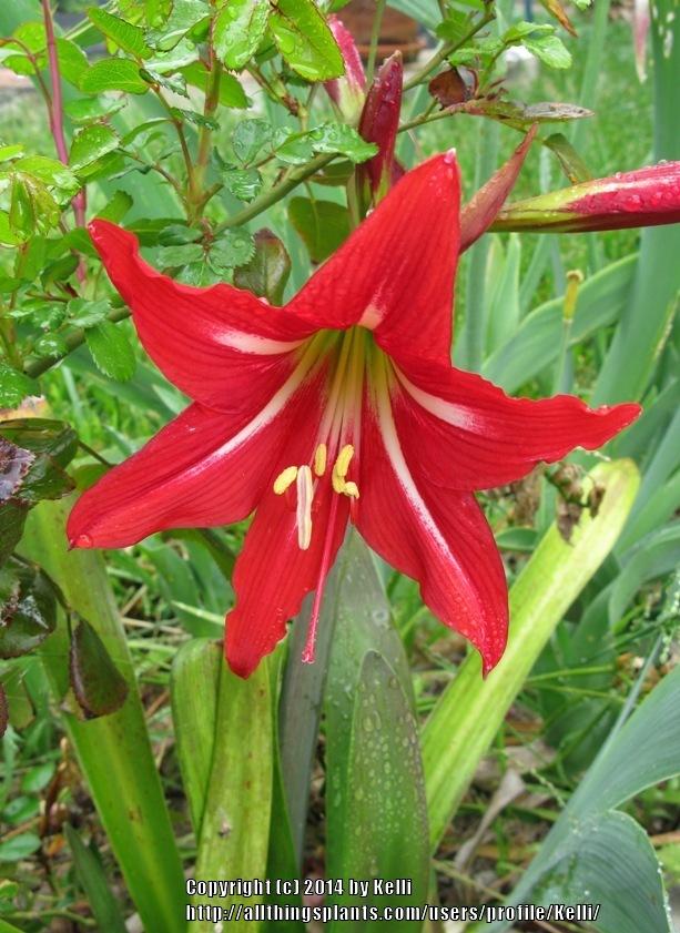 Photo of St. Joseph's Lily (Hippeastrum x johnsonii) uploaded by Kelli
