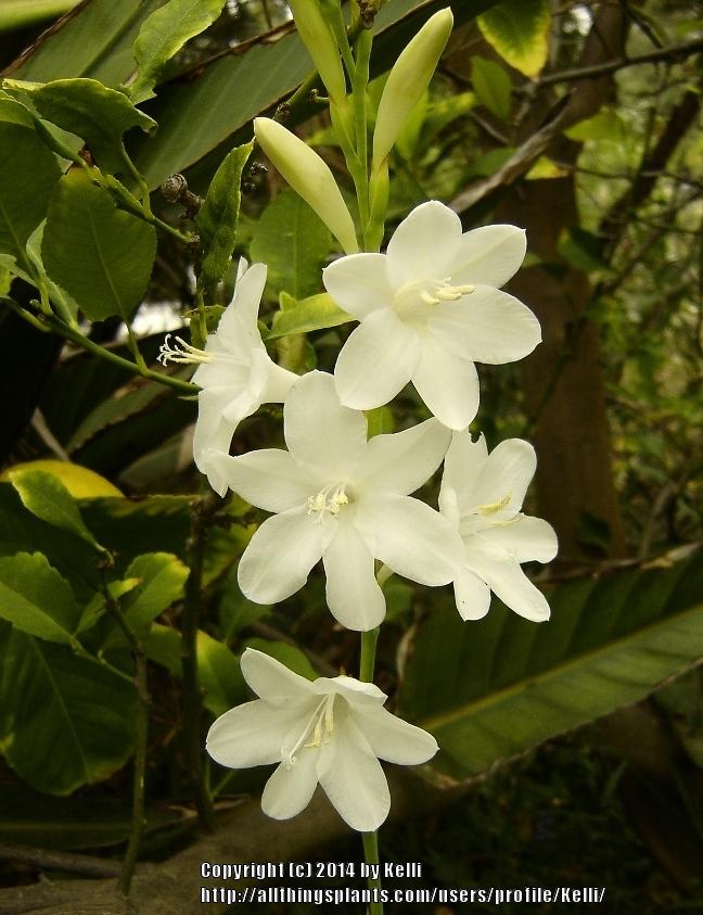Photo of Watsonia (Watsonia borbonica) uploaded by Kelli