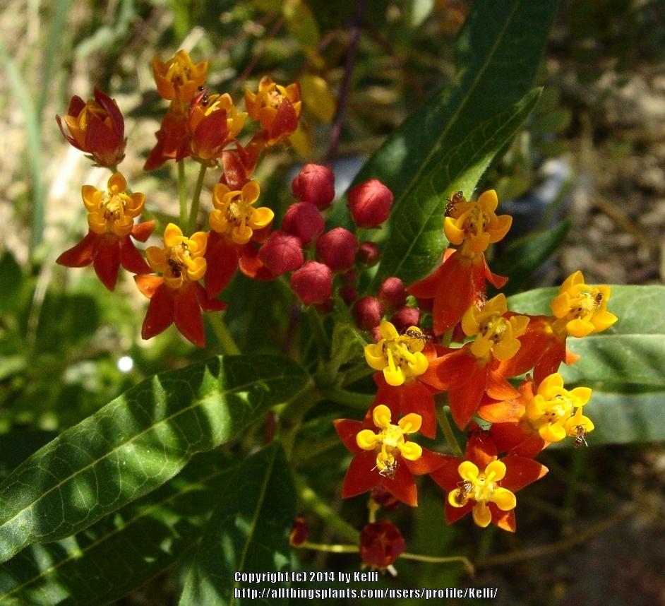 Photo of Mexican Milkweed (Asclepias curassavica 'Silky Deep Red') uploaded by Kelli