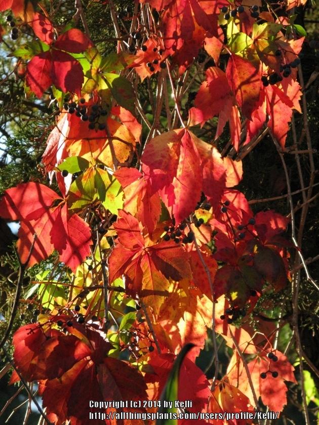 Photo of Thicket Creeper (Parthenocissus inserta) uploaded by Kelli