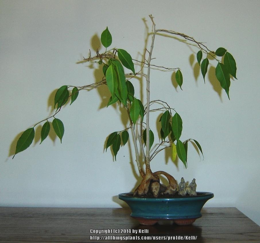 Photo of Weeping Fig (Ficus benjamina) uploaded by Kelli