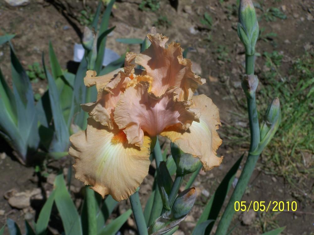 Photo of Tall Bearded Iris (Iris 'Georgia Girl') uploaded by Misawa77