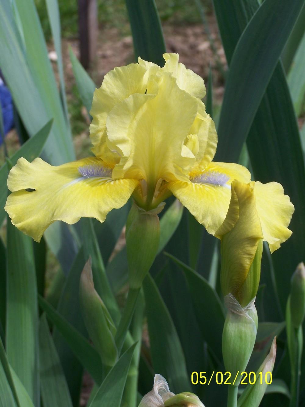 Photo of Intermediate Bearded Iris (Iris 'Blue Eyed Blond') uploaded by Misawa77