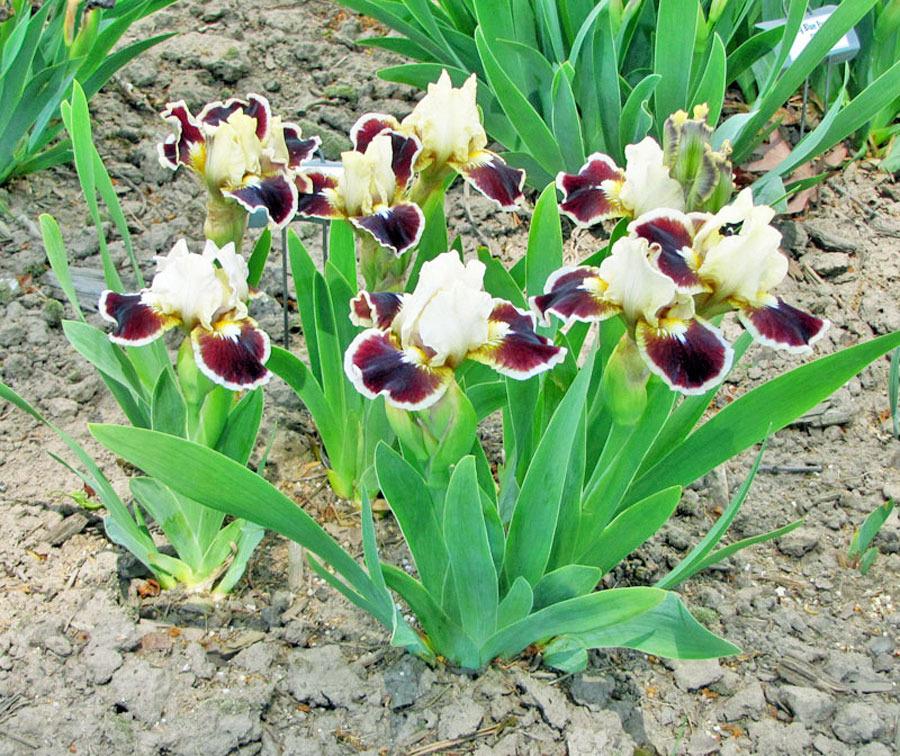 Photo of Standard Dwarf Bearded Iris (Iris 'Nine Lives') uploaded by TBGDN