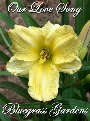 Photo of Daylily (Hemerocallis 'Our Love Song') uploaded by chalyse