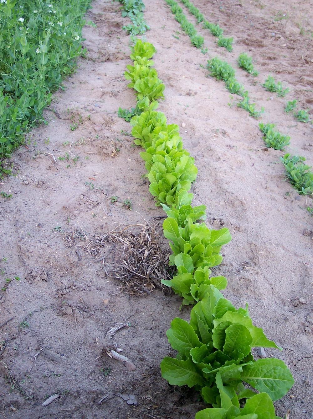 Photo of Lettuce (Lactuca sativa 'Parris Island') uploaded by farmerdill