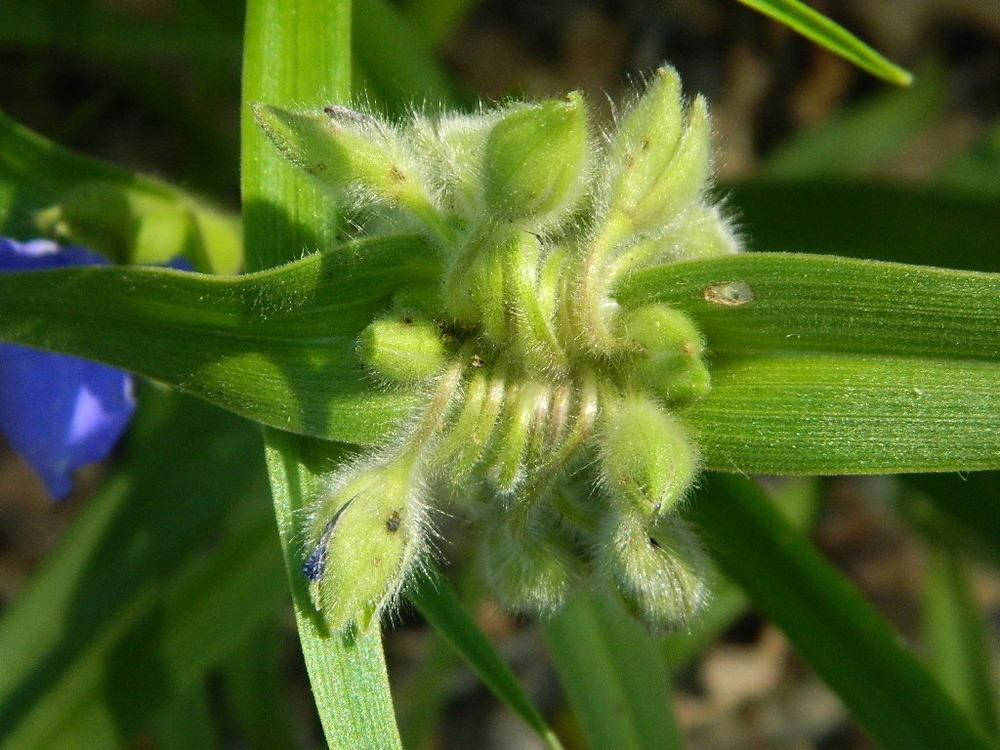 Photo of Western Spiderwort (Tradescantia occidentalis) uploaded by wildflowers