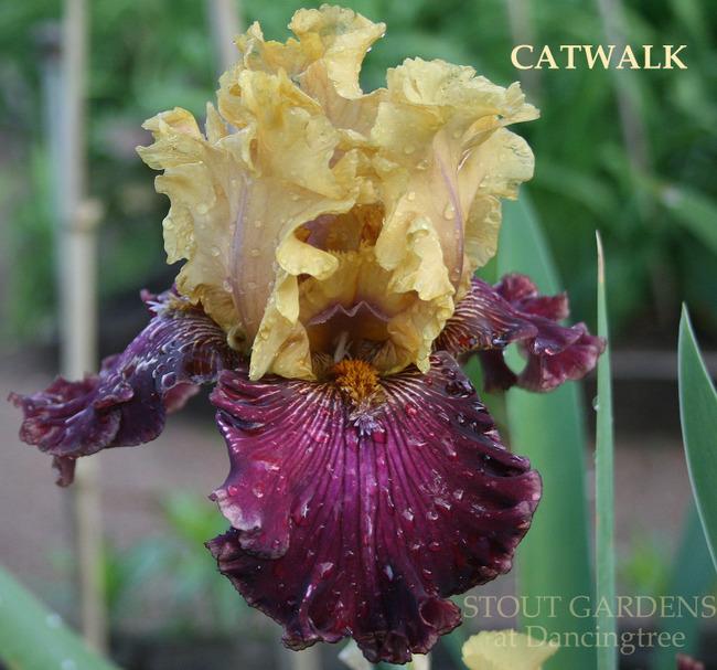 Photo of Tall Bearded Iris (Iris 'Catwalk') uploaded by Calif_Sue