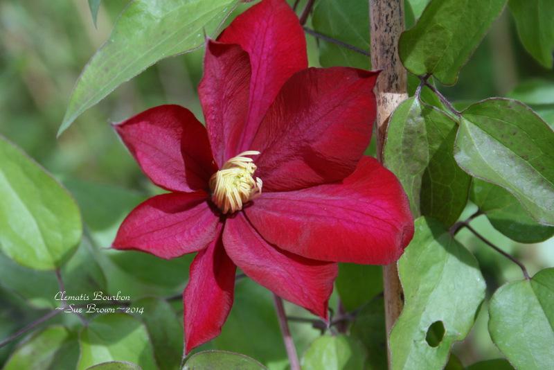 Photo of Clematis Bourbon™ uploaded by Calif_Sue