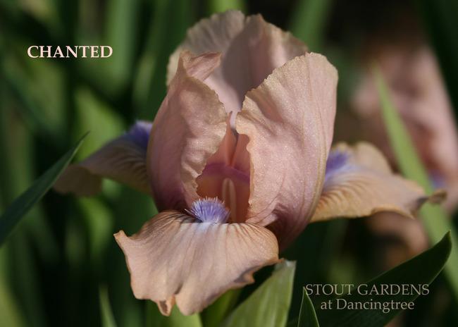 Photo of Standard Dwarf Bearded Iris (Iris 'Chanted') uploaded by Calif_Sue