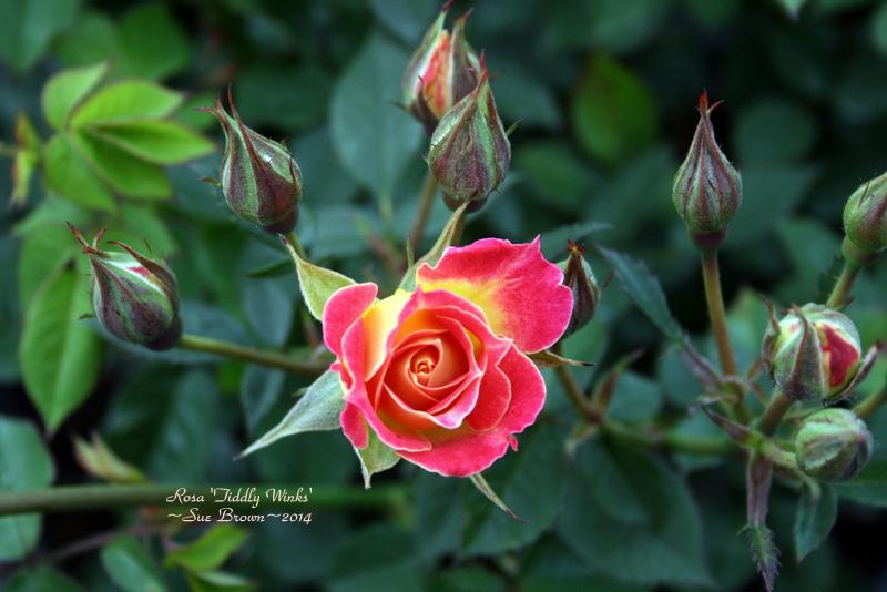 Photo of Rose (Rosa 'Tiddly Winks') uploaded by Calif_Sue