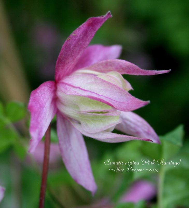 Photo of Clematis (Clematis alpina 'Pink Flamingo') uploaded by Calif_Sue