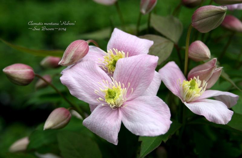 Photo of Clematis (Clematis montana 'Rubens') uploaded by Calif_Sue