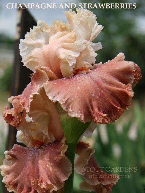 Photo of Tall Bearded Iris (Iris 'Champagne and Strawberries') uploaded by Calif_Sue